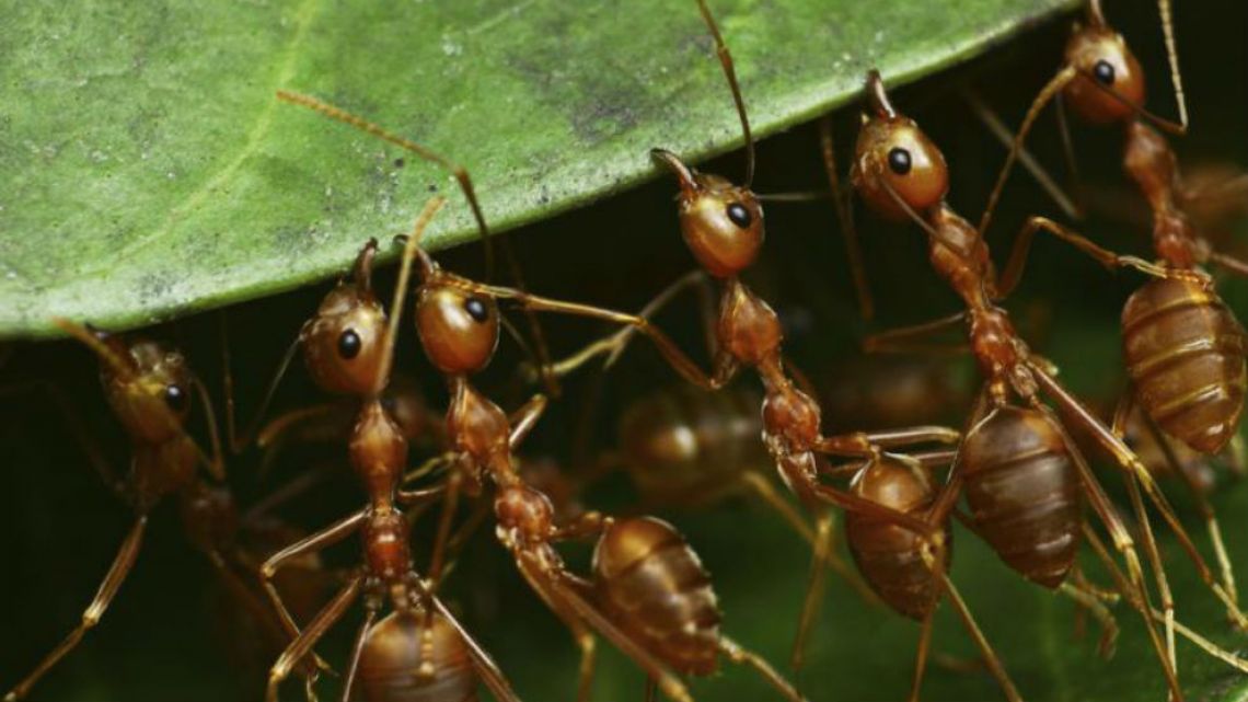 QUE ES EL CONTROL BIOLOGICO DE PLAGAS